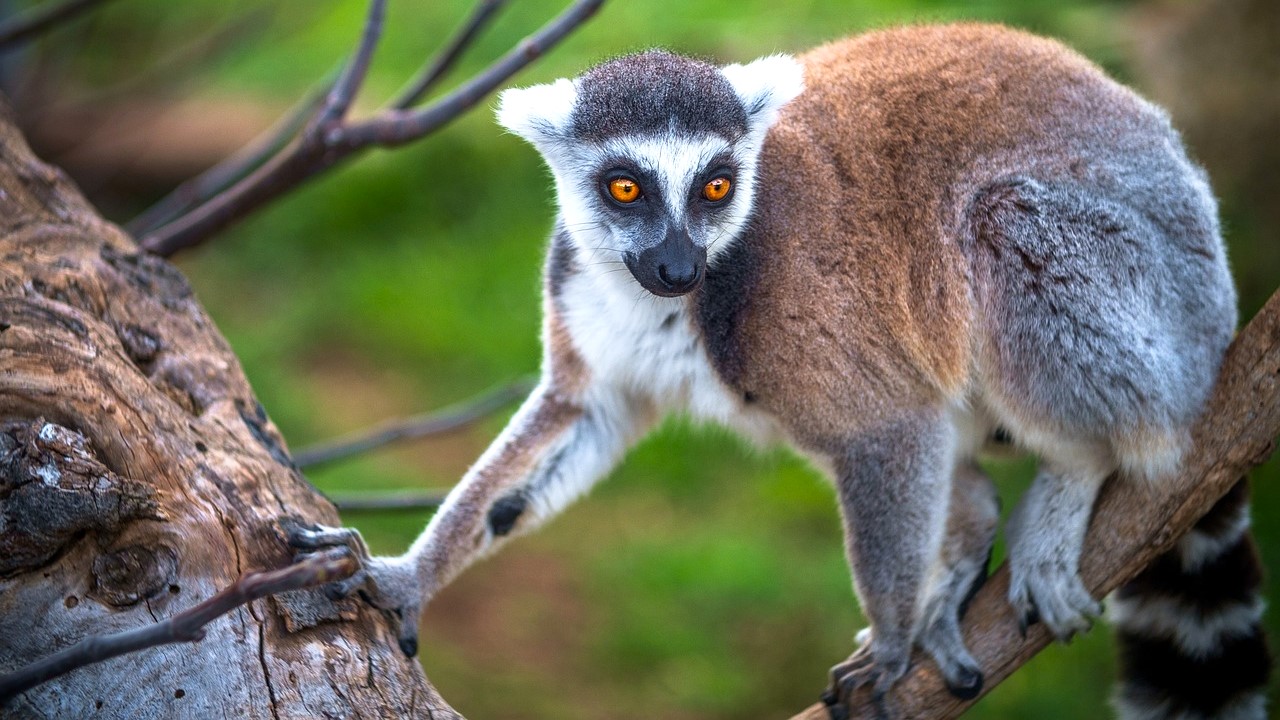 Top Sights in Madagascar: Untouched Beauty and Breathtaking Wonders Await